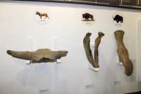 Фрагмент экспозиции "Останки древних животный"
